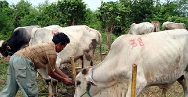 Polsek Tampan Kejar Pelaku Pencuri Hewan Qurban