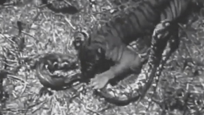 Video Langka Harimau Coba Makan Piton Besar, Ternyata Hasilnya...