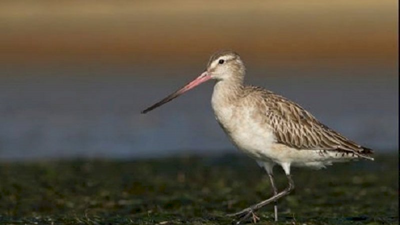 Luar Biasa! Tempuh 12.198 Kilometer, Burung Ini Pecahkan Rekor Terbang Nonstop Terjauh