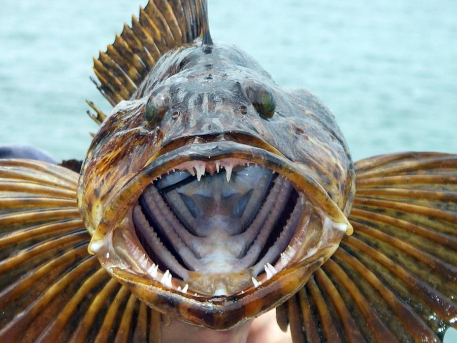Lebih Ganas dari Piranha, Lingcod Pasifik Punya 555 Gigi Setajam Silet