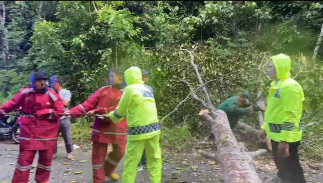 Pohon Tumbang di Jalan Lintas Petapahan-Bangkinang, Personil Polres Kampar Gerak Cepat Lakukan Evakuasi