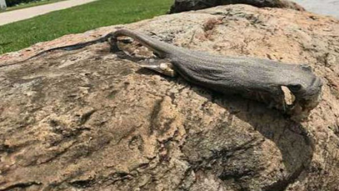 Ikan Misterius dengan Ekor Berlendir Membuat Penduduk Bingung