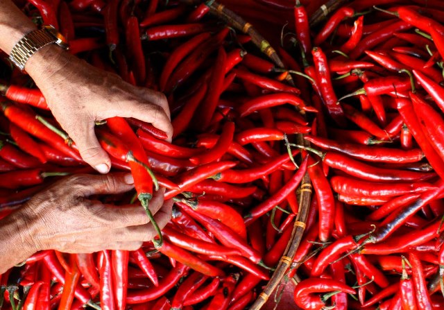 Antisipasi Harga Cabai Anjlok, Kementan Jalin Kemitraan