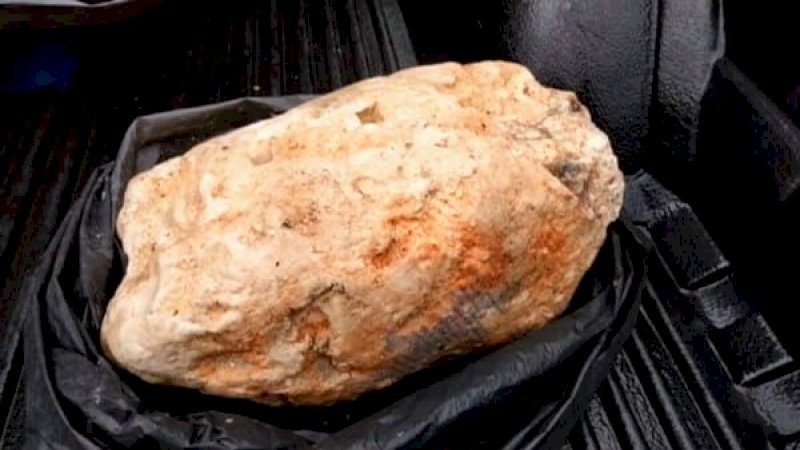 Nelayan Temukan Muntahan Paus, Harganya Tembus Ratusan Juta