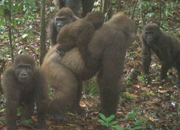 Gorila Terlangka di Dunia Terekam di Nigeria