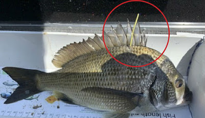 1.000 Ikan Dipasangi Emas Senilai Rp140 Juta dan Dilepaskan ke Danau