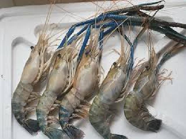 2017 Diskanlut Rohil Berencana Budidayakan Udang Galah