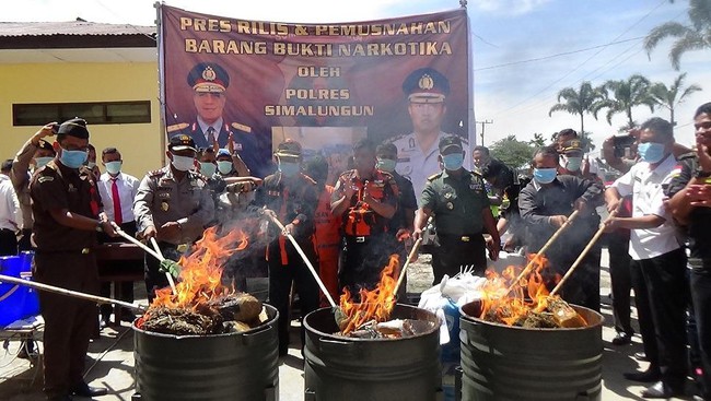 Polres Simalungun Musnah Ganja Senilai Setengah Miliar Lebih