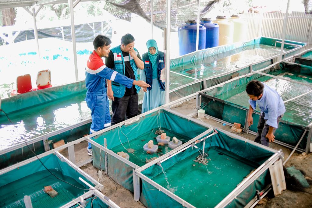 Pendampingan CSR Pertagas di Siak, Sukses Kembangkan Budidaya Udang Lobster Tawar