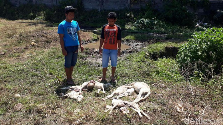 Kambing Warga Banyak Mati, Diduga Digigit Anjing Misterius Berkalung Kain