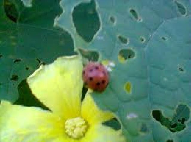 Perkebunan Warga Selamat Atas Ancaman Hama Kumbang