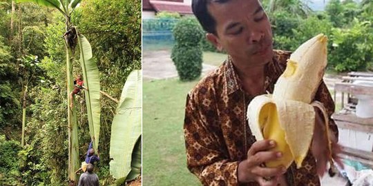 Ini dia Pisang Musa Ingens Asal Papua Dengan Ukuruan Terbesar di Dunia