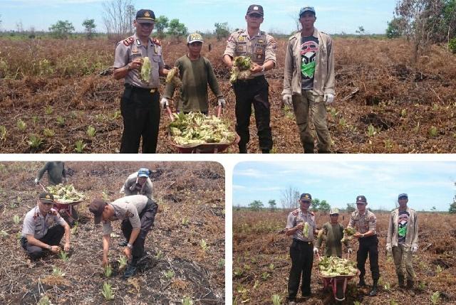 Polsek Sungai Apit Tanam Nenas, Dukung Program Promoter Kapolri