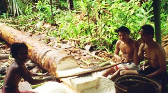 Riau mulai ubah makanan pokok dari beras ke sagu