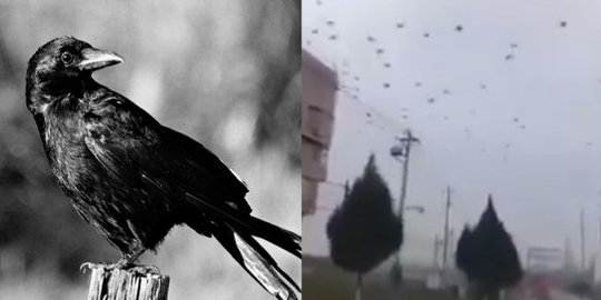 Situasi di Wuhan Semakin Seram dengan Perilaku Ribuan Burung Gagak yang Meresahkan Warga