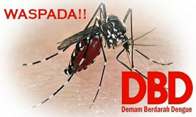 Sudah Tiga Orang Warga Pekanbaru Meninggal Akibat DBD