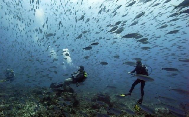 Taman Nasional Komodo, jantung segitiga terumbu karang dunia