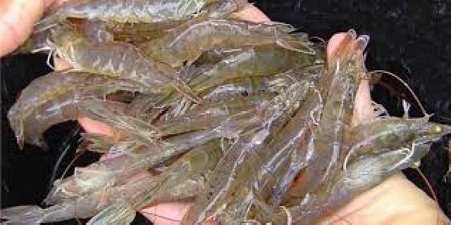 Pasokan Listrik Kacau Ganggu Budidaya Udang Vannamei