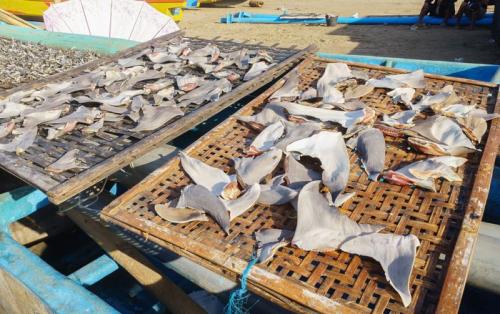 Takut Punah, Restoran Diminta Berhenti Jual Sirip Hiu Biru