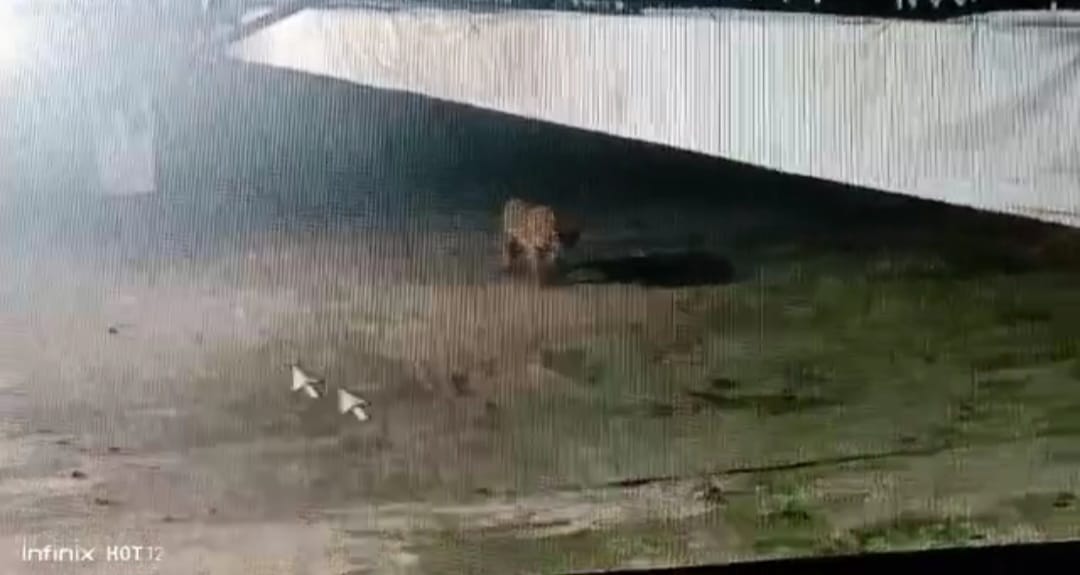 Kota Siak Waspada Kemunculan Harimau, KSDA Riau Pasang Box Trap