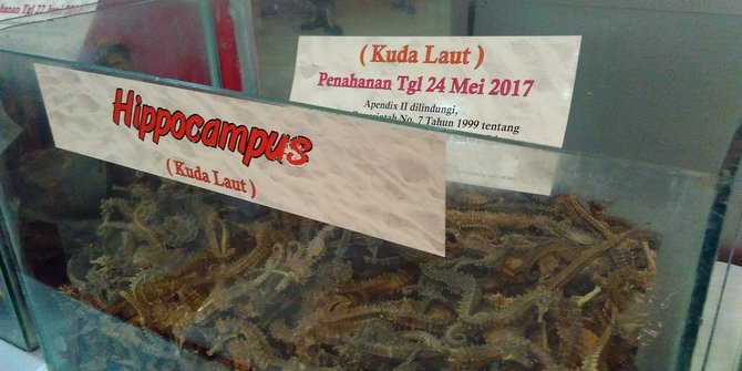 Penyelundupan 1.200 kg ikan Napoleon, sirip hiu dan kuda laut digagalkan