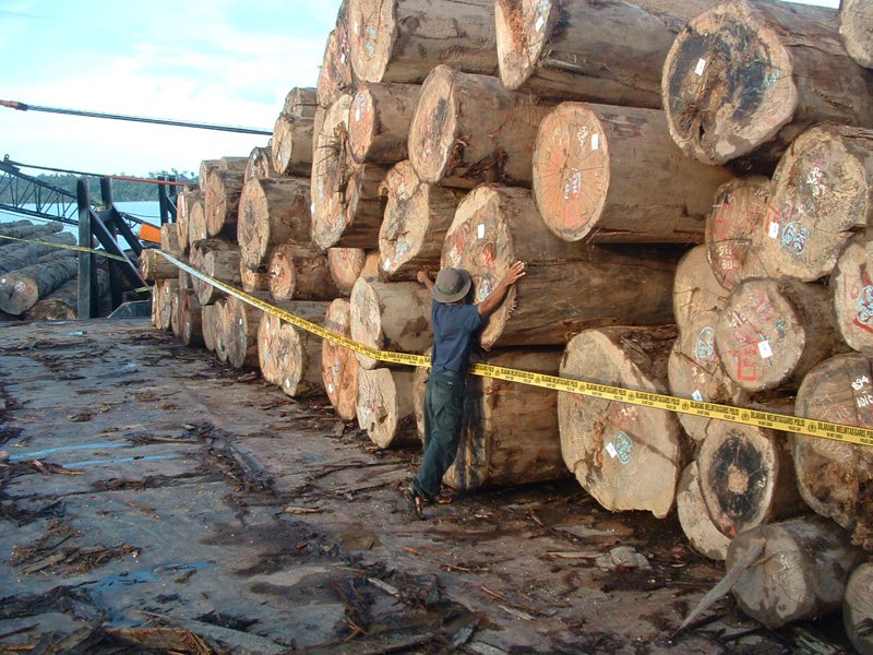 Diduga Diambil dari Hutan Lindung, Polda Riau Selidiki Kayu Ilog PT DRT