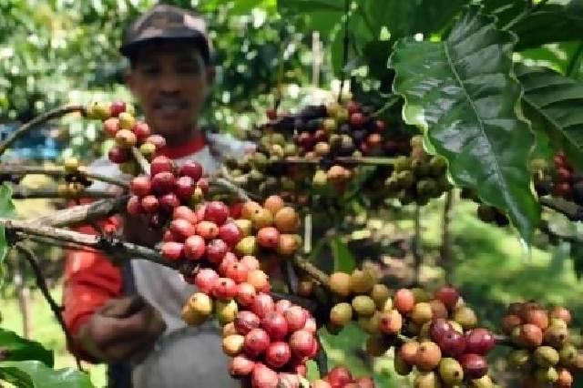 Harga Kopi Arabika Mulai Bagus Sejak 2011