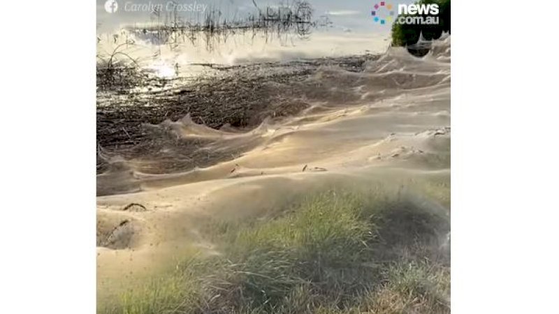 Sarang Laba-Laba Selimuti Beberapa Wilayah di Australia