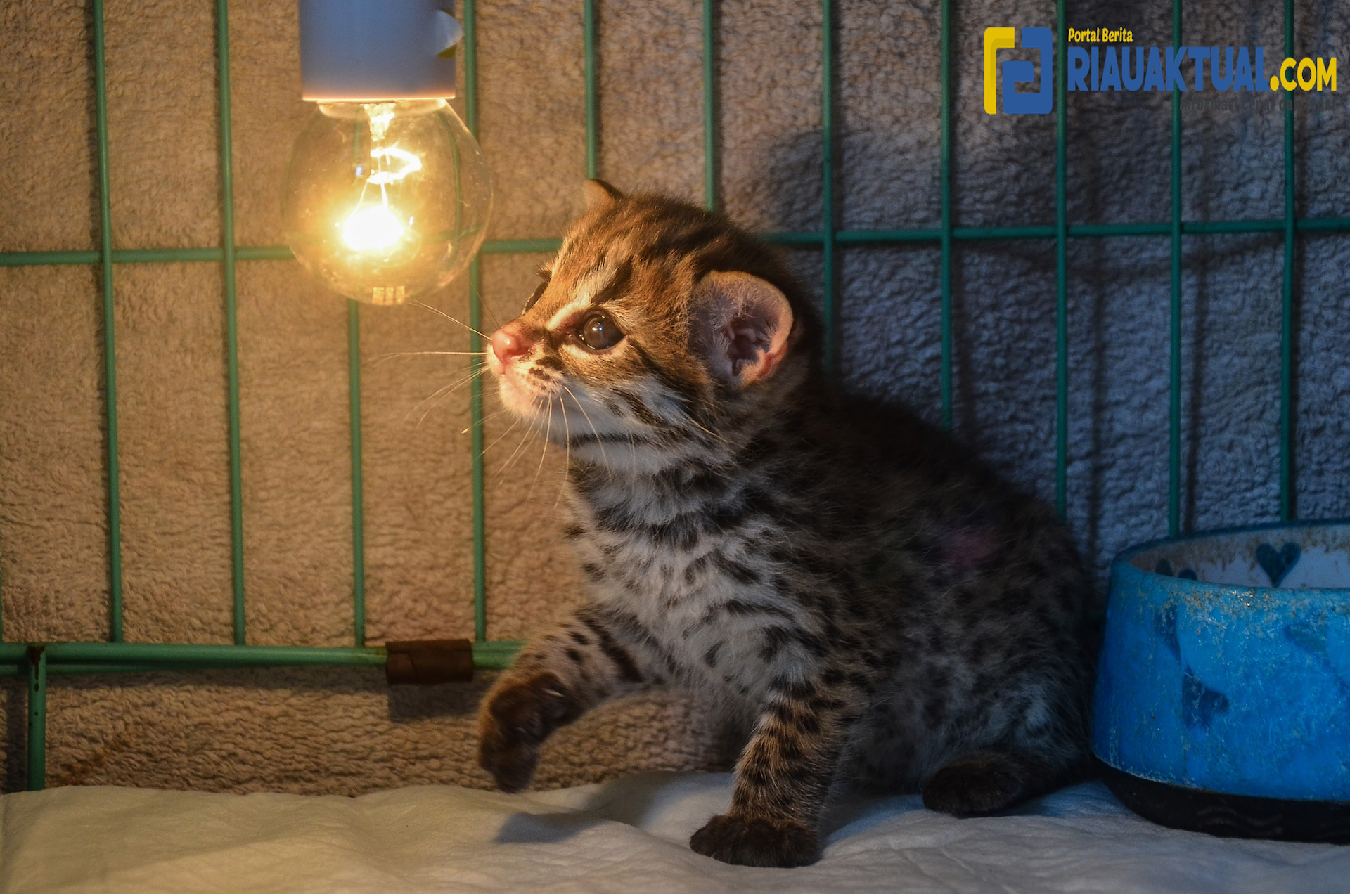 Bersihkan Lahan, Warga Temukan Bayi Kucing Hutan Terangkat Baket Alat Berat