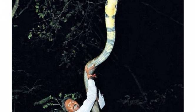 Mengerikannya Ukuran King Kobra yang Ditangkap Pria Satu Ini