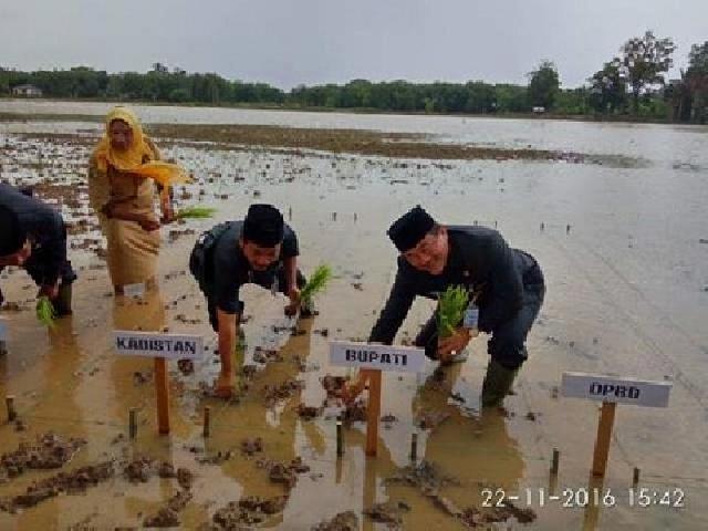 Wabup Berharap Panen Padi Tahun Ini Meningkat