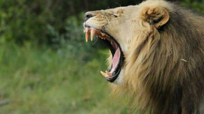 Tiga Pemburu Dimakan Singa Setelah Menerobos Cagar Alam
