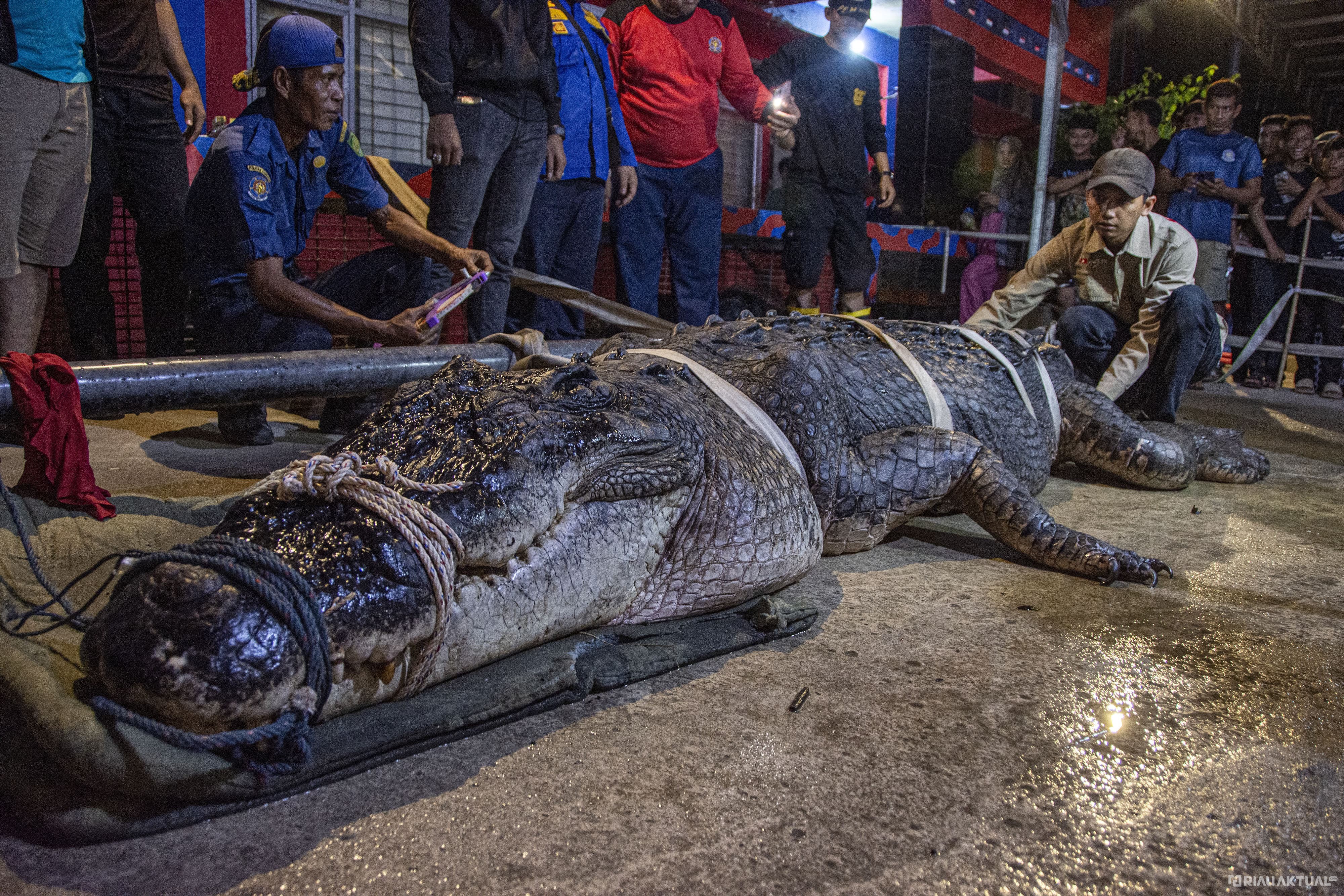 Buaya 5,7 Meter 'Si Undan' Mati Usai Jalani Perawatan Intensif