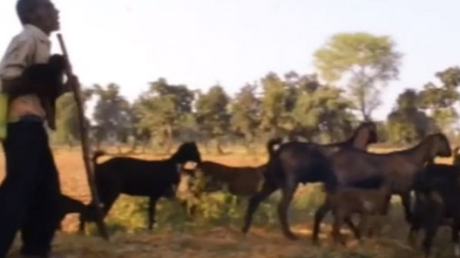 Pengembala Buta Ini Tidak Pernah Kehilangan Kambingnya