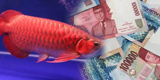 Beli Arwana, Pria ini Mendadak Kaya Raya Usai Temukan Hal Mengejutkan di Mulut Ikannya