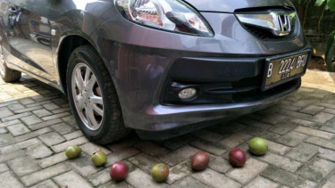 Ternyata Buah Ini Ampuh Lindungi Mobil dari Serangan Tikus