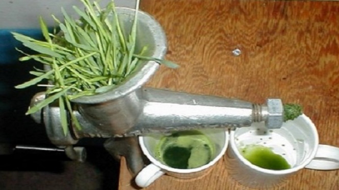 Rambut Mulai Beruban, Tangkal dengan Rumput yang Satu Ini