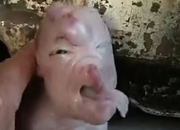 Video: Babi Berwajah Manusia Lahir di China