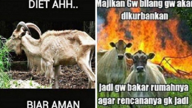 10 Meme Lucu Hewan Kurban Ini Bikin Ngakak
