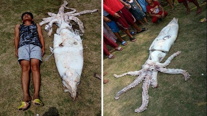 Heboh, Nelayan Berhasil Tangkap Cumi-cumi Raksasa