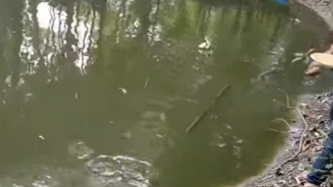 Beri Makan Ikan Lele, Kolam Tenang Tiba-tiba 'Mendidih'