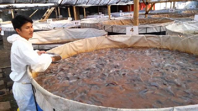 Mantap ! ICMI Rohil Akan Gelar Pelatihan Ternak Lele Bioflok
