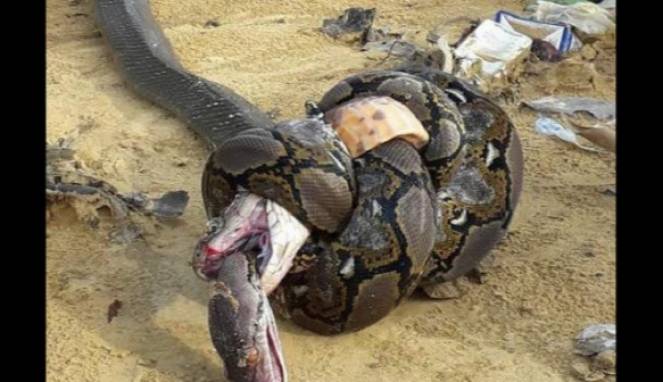 Langka, Pertarungan Mematikan Antara Piton dan King Kobra