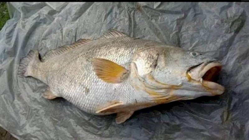 Nenek di Desa Ini Kaya Mendadak usai Tangkap Ikan Raksasa