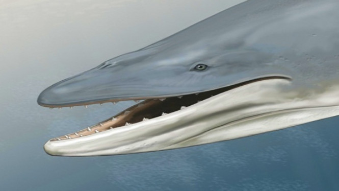 Paus Balin Purba Adalah Predator Terganas Pada Masanya