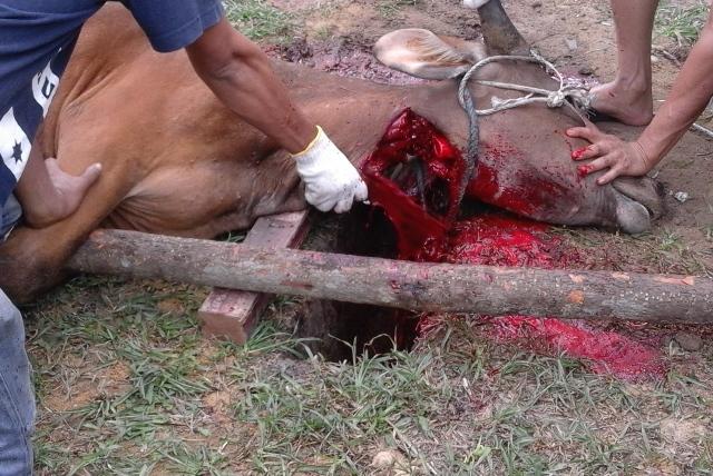 Polres Siak Sembelih Tujuh Ekor Sapi