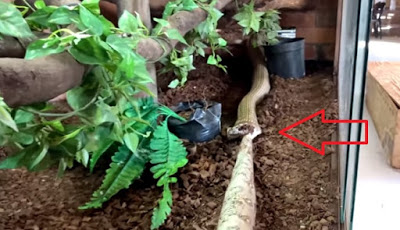 Video Galaknya Ular King Kobra saat Makan Piton Besar