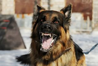 Sejak Januari-Mei, 25 Orang di Riau Digigit Hewan Rabies