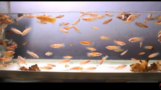 Ini Cara Mengawinkan Ikan Cupang Lengkap Termasuk Memilih Induk yang Siap Kawin