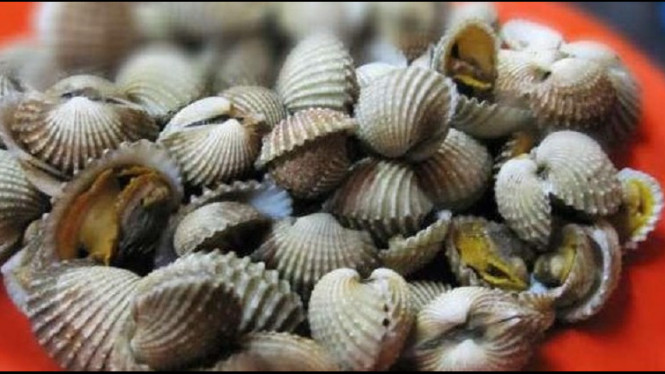 Manfaat dan Bahaya Konsumsi Kerang bagi Kesehatan